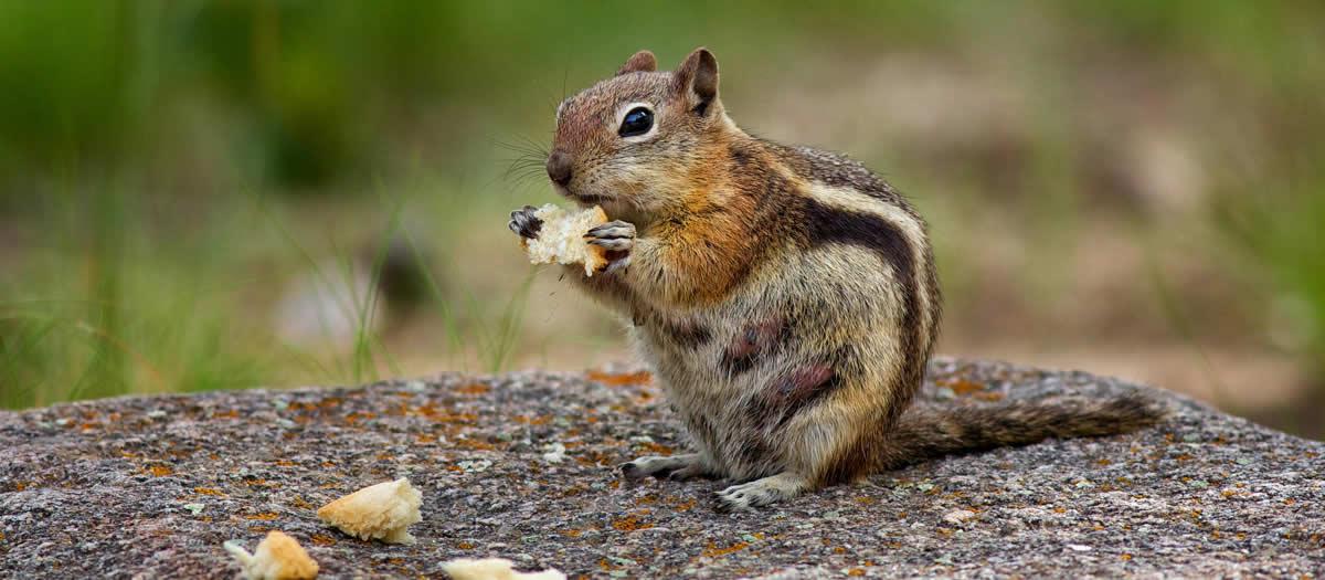 Do TN Pests Have Natural Predators?