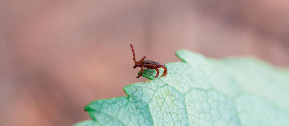 Does Tennessee Have a Lot of Bugs?