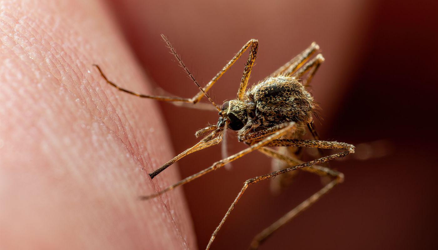 Keep Your Outdoor Spaces Comfortable with Dunwoody Mosquito Control