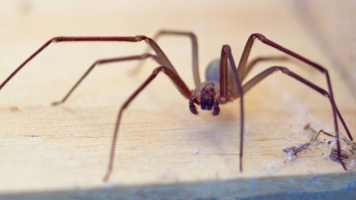 Spiders, Ticks, Mosquitoes – Oh, My