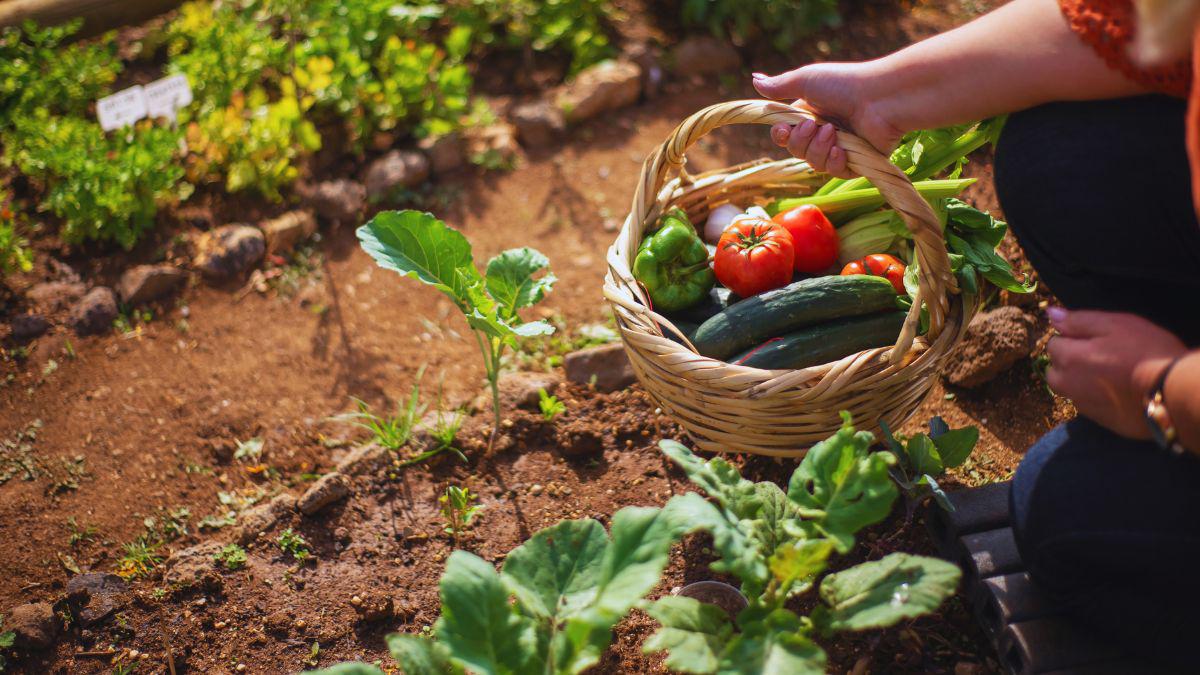 Does Vinegar Keep Bugs Off Vegetable Plants?