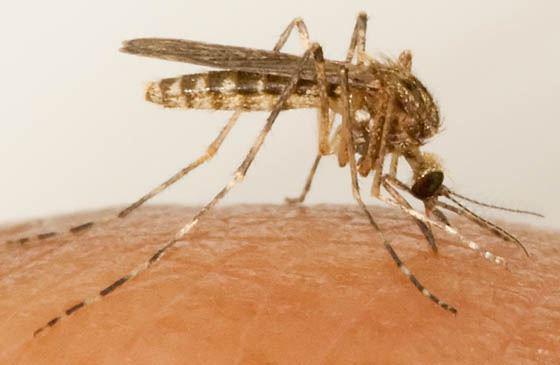 Mosquito biting the skin.