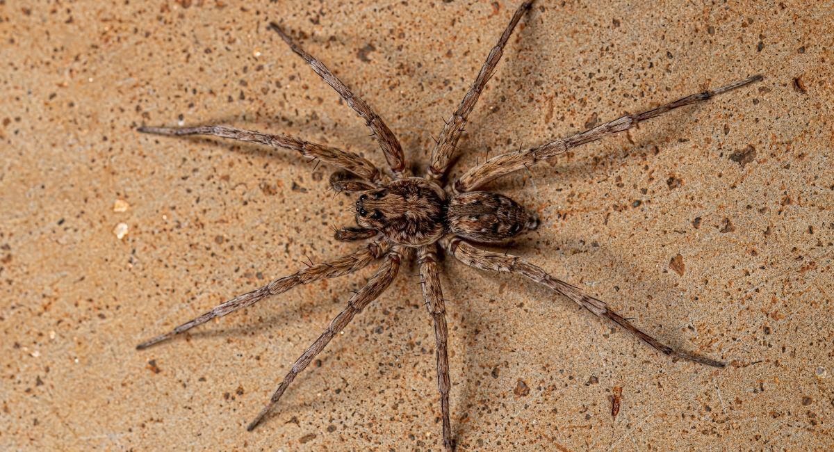 El Paso Spider Control, Methods That Get Rid of Spiders