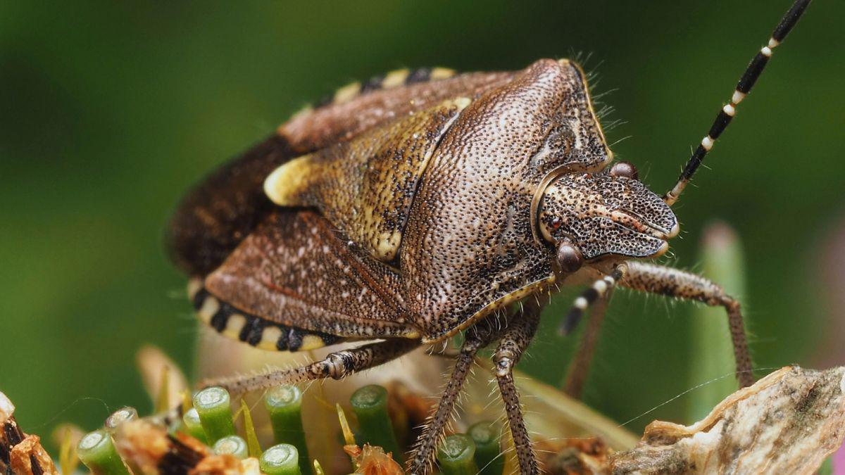 Fall Festivals and Pesky Guests: What You Need to Know