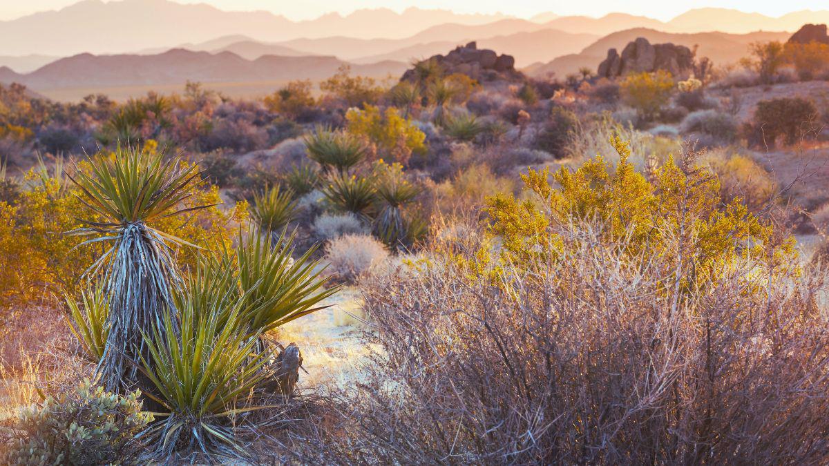 Don’t Be Caught Off-Guard by Fall Pests in Las Cruces