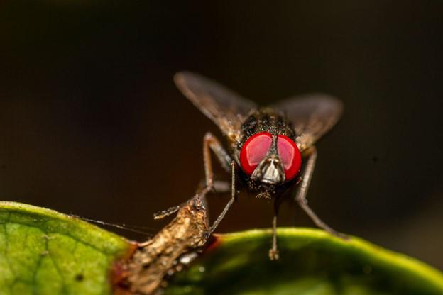 Find Relief with Professional Sussex, WI Fly Control Solutions