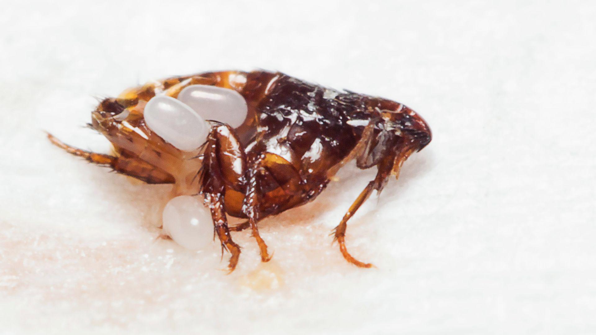 Want Effective Flea and Tick Control? This Pest Control Service Helps!