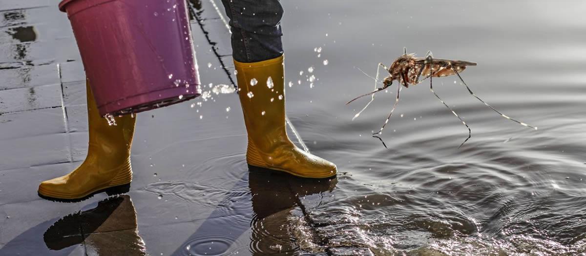North Texas Storms and Floodwater Mosquitoes