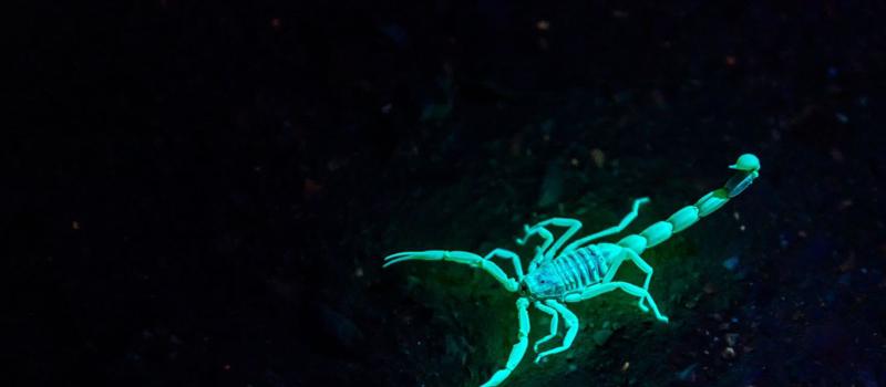 How to Deter Scorpions from Your Yard