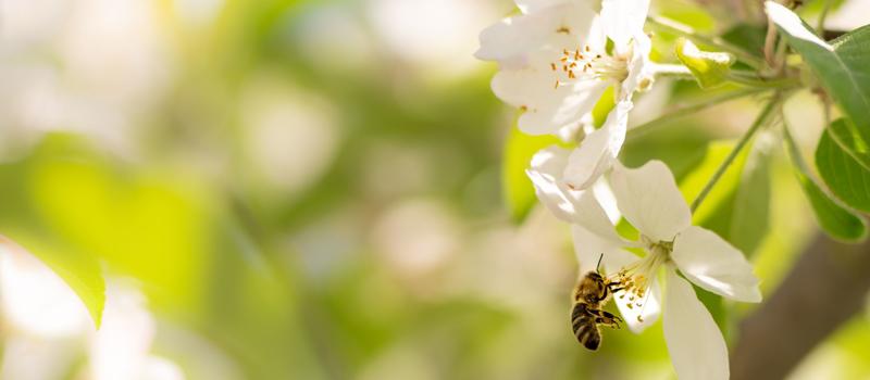 The Importance of Bees to Human Life (& How We Help Keep Them Safe)