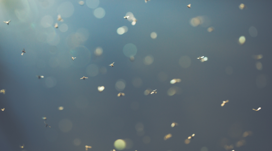 No-See-Ums, What Actually Works Against Them?