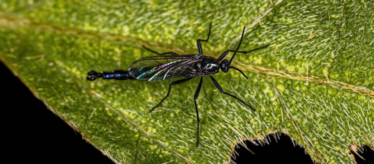 Why The Increase in Gnats in Las Cruces?