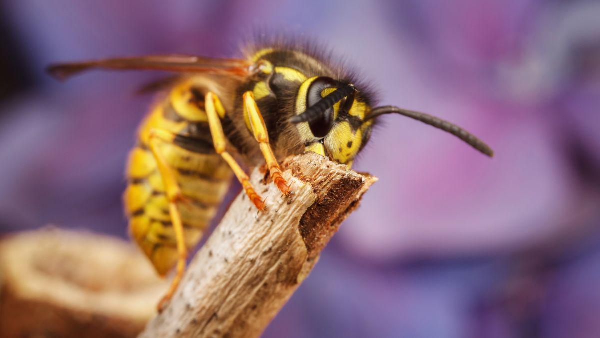 Did You Know These Are Ground Pests?