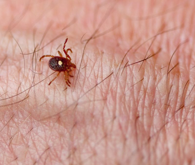 What Is the Tick Life Cycle?