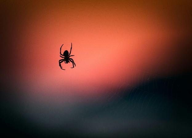 Your Guide to Hartland, WI, Mosquito Squad's Spider Control Solutions