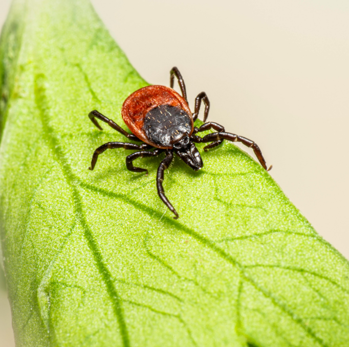 If You Need Tick Control in Hartland, WI, Mosquito Squad Has Your Back!