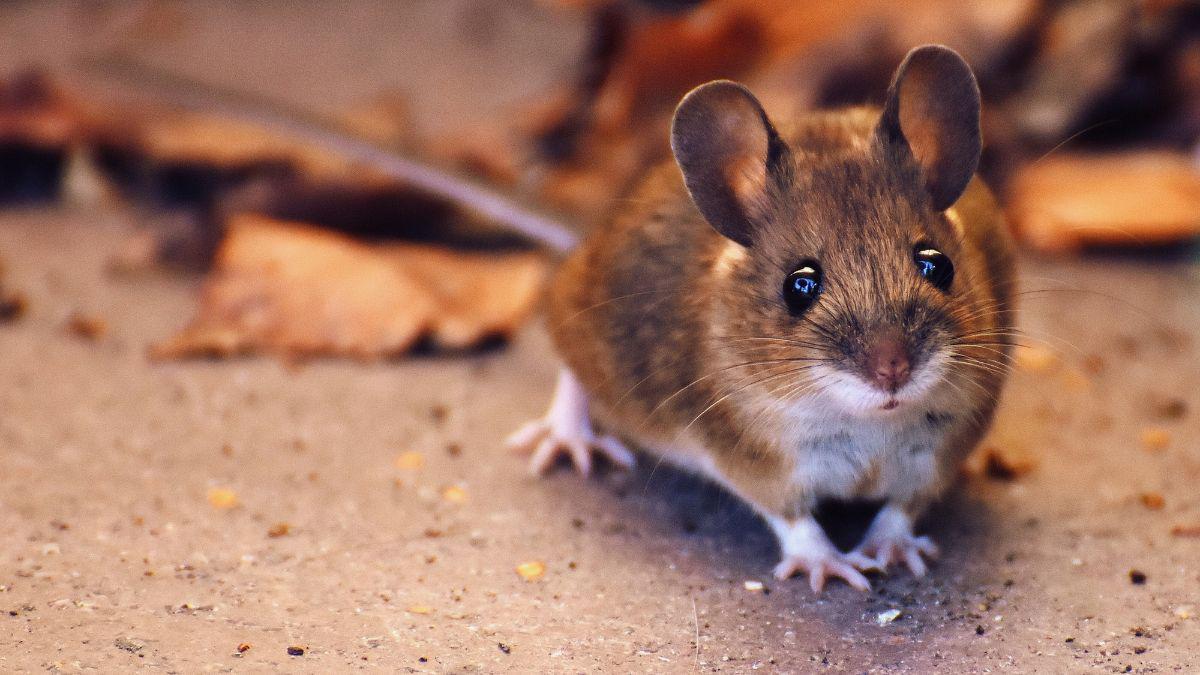 Harvest Season is Rodent Season, Be Ready!