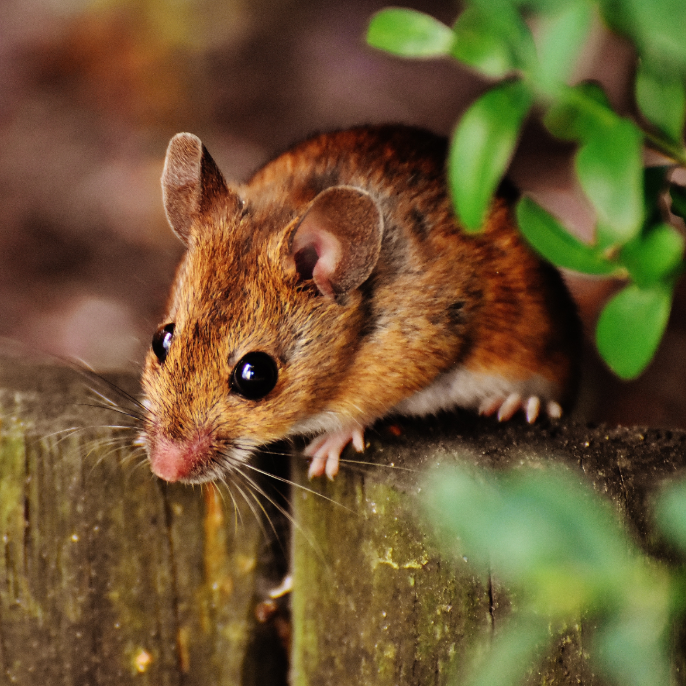 Highland Park Rodent Control