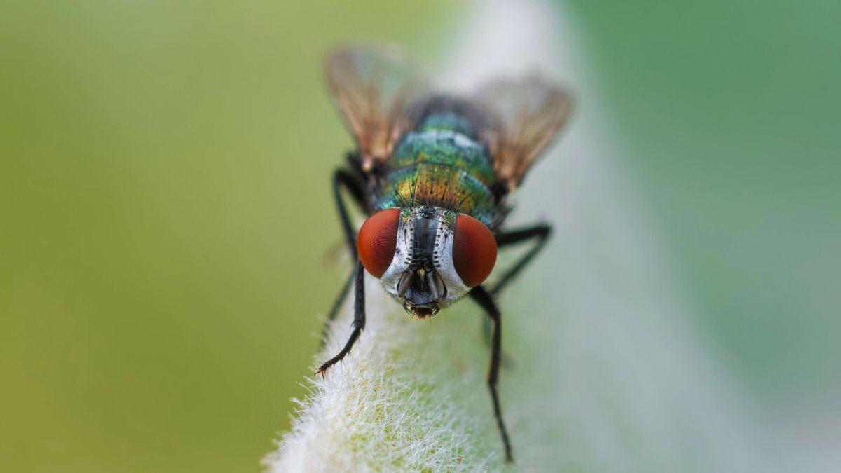 Are Houseflies Invading Your Home in St. Louis