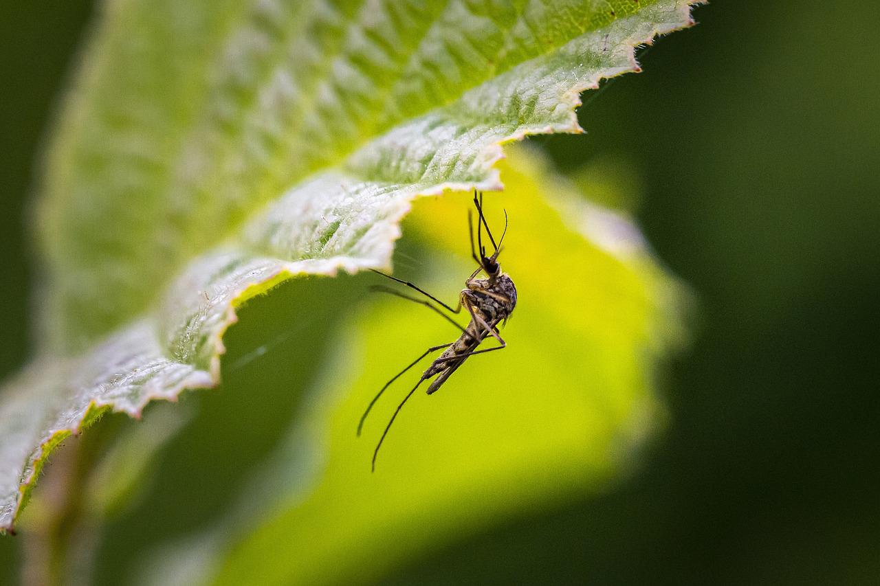 How Do Atlanta's Heat Waves Affect Mosquito Populations?