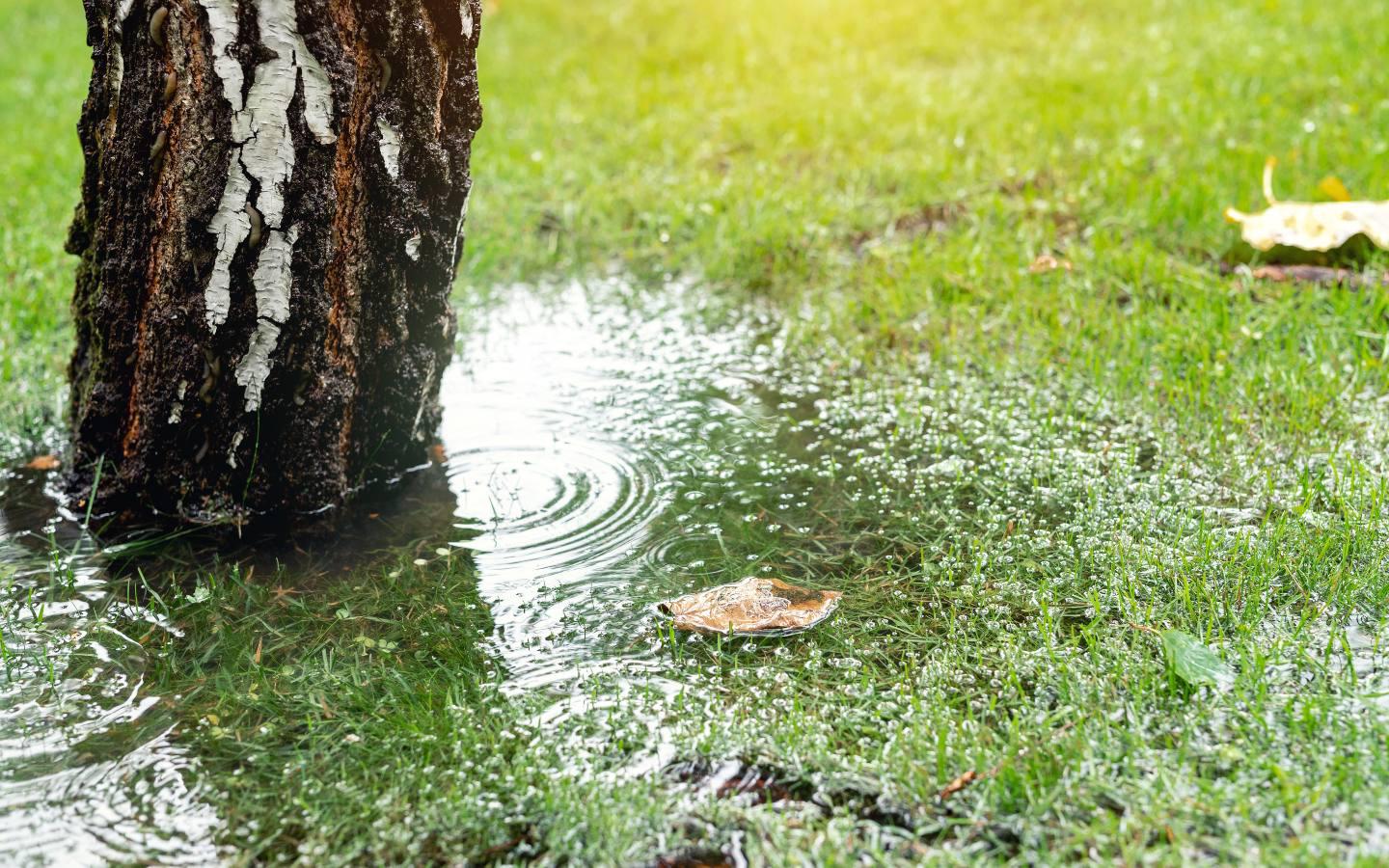 tree in the water