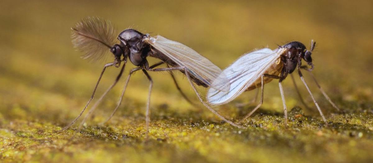 How Do I Get Rid of Aquatic Midges?