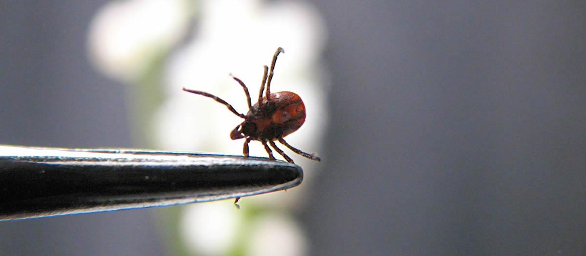 How Do I Know If I Need Tick Control?
