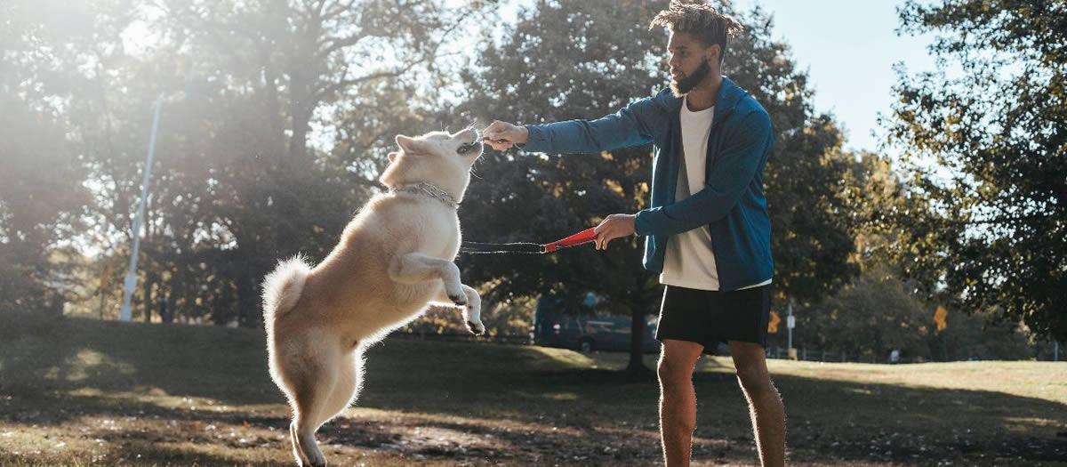How Can I Protect My Dog From Mosquitoes?