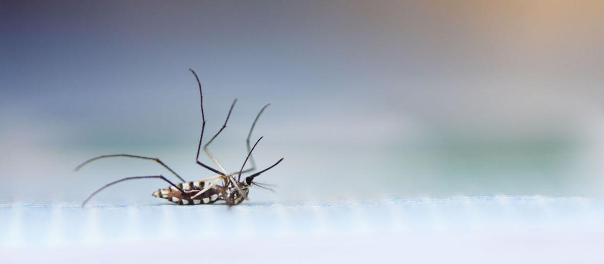 How Many Times Should Pest Control Be Done?