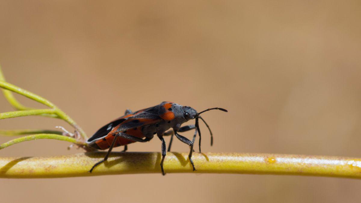 Austin Insect Control Company with Good Reviews, That's Us!