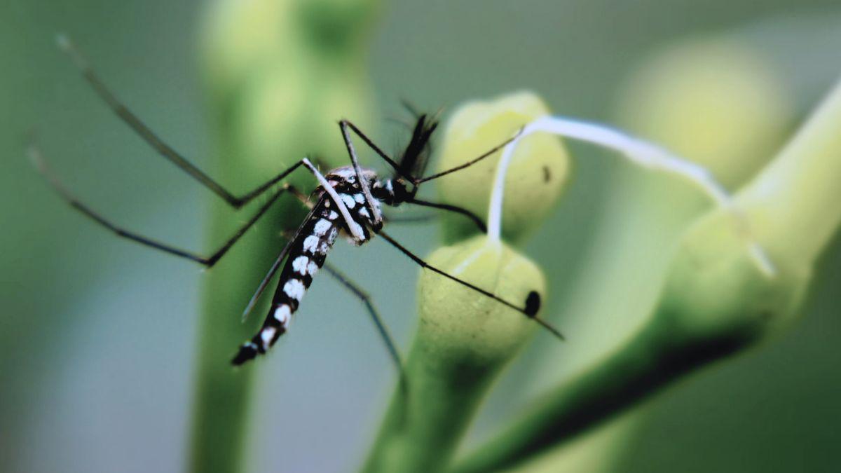 Chikungunya Outbreak: Should We Be Worried in TN?