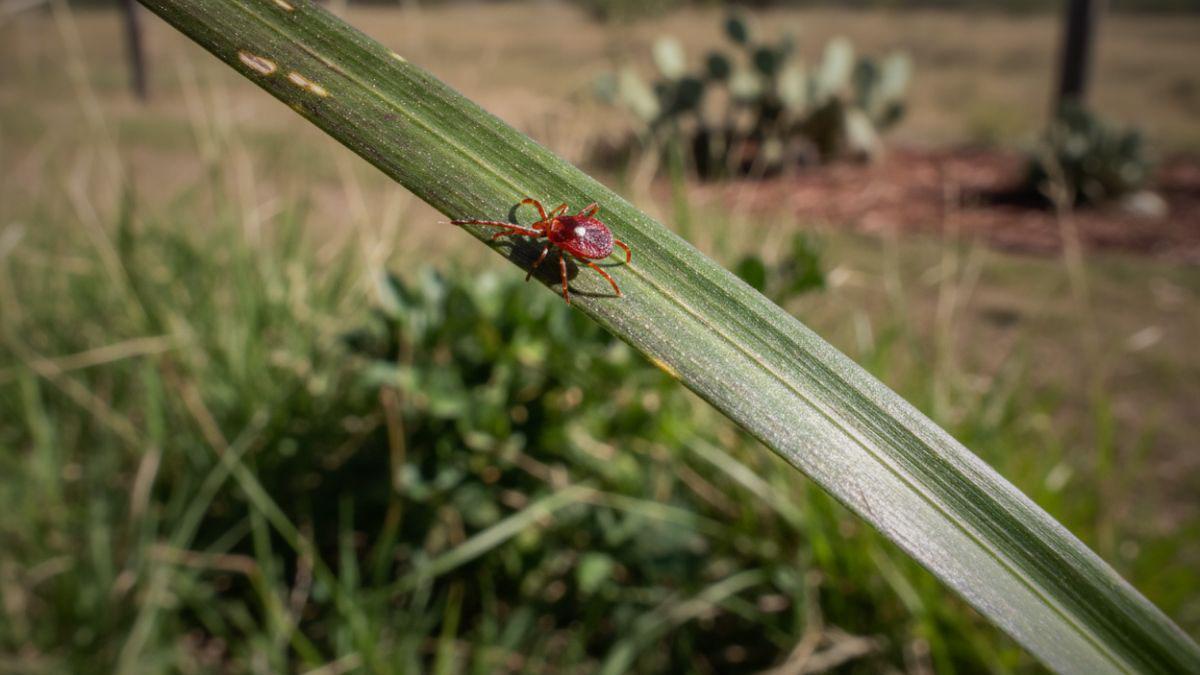 How Serious is Alpha-Gal Syndrome?