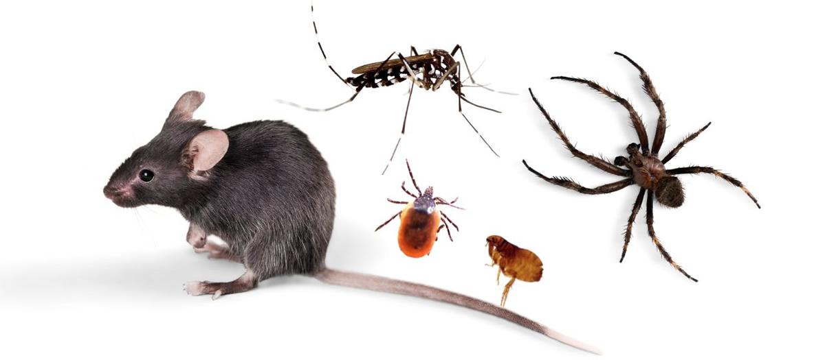 Is Mosquito Squad Just for Mosquito Control?