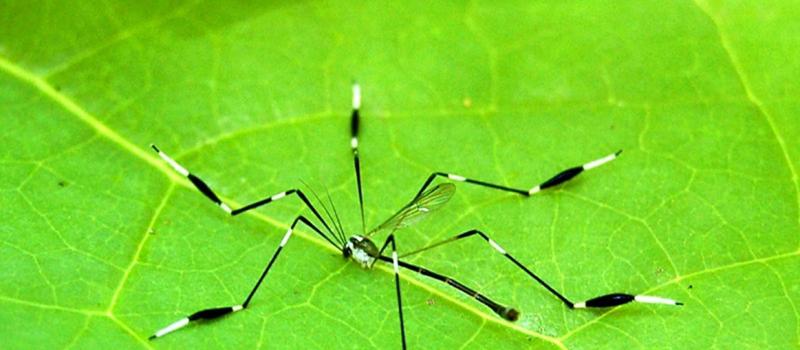 Is there a mosquito spider?