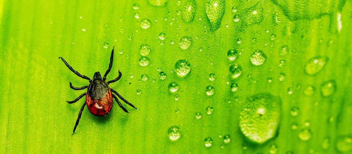 Is Tick Control Worth It?