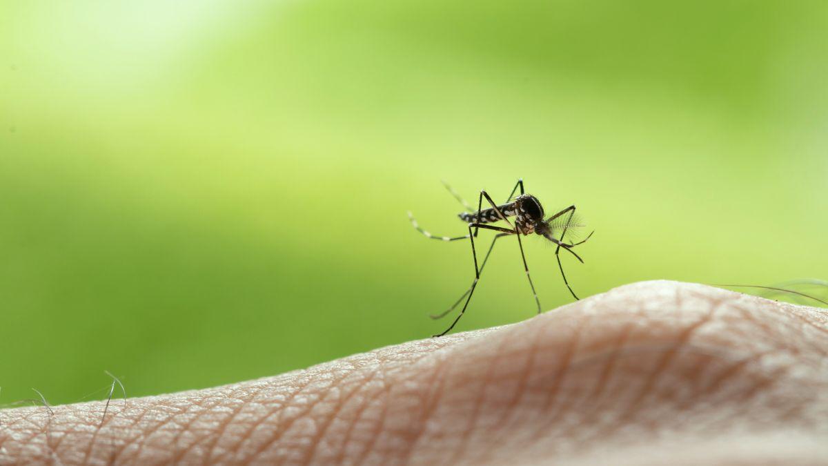 Keeping Mosquitoes Away: Insect Repellent