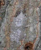 Laternfly egg sack