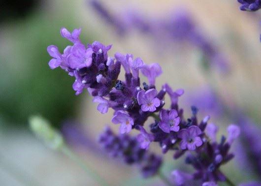 lavender