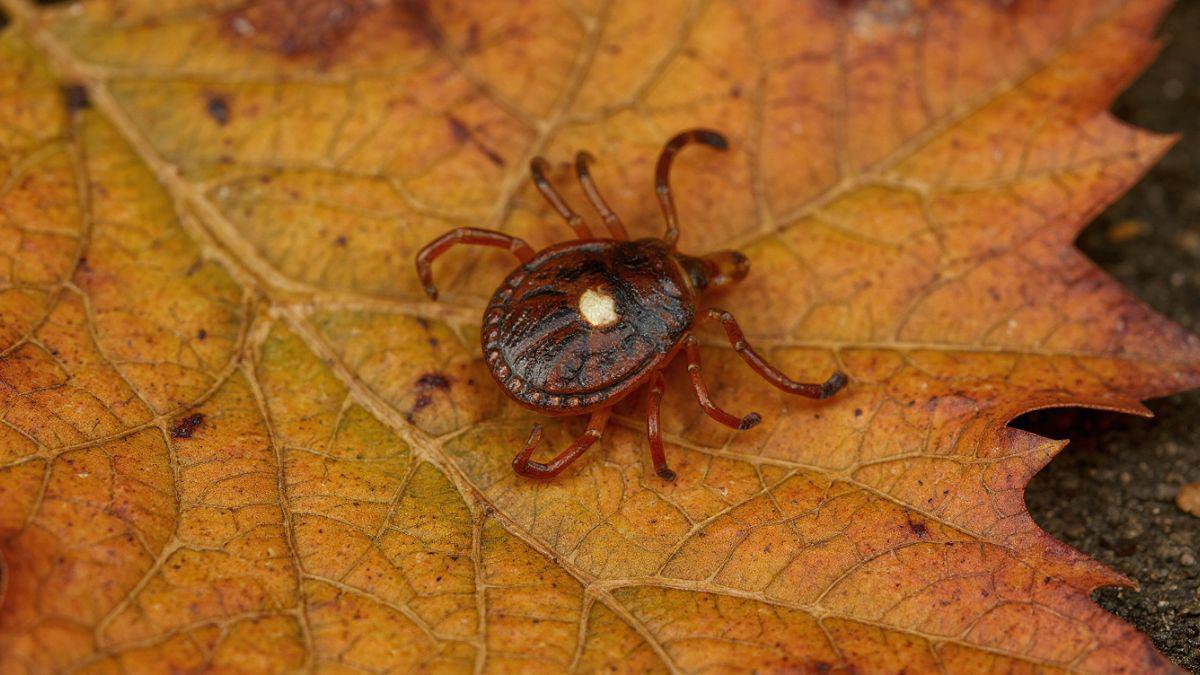 When a Tick Bite Turns Into More Than Just a Nuisance