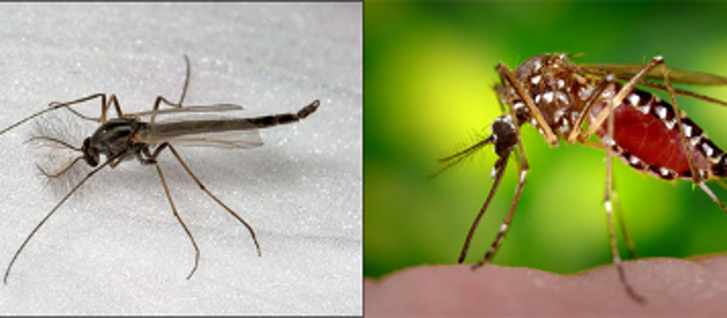 comparison of midge next to mosquito