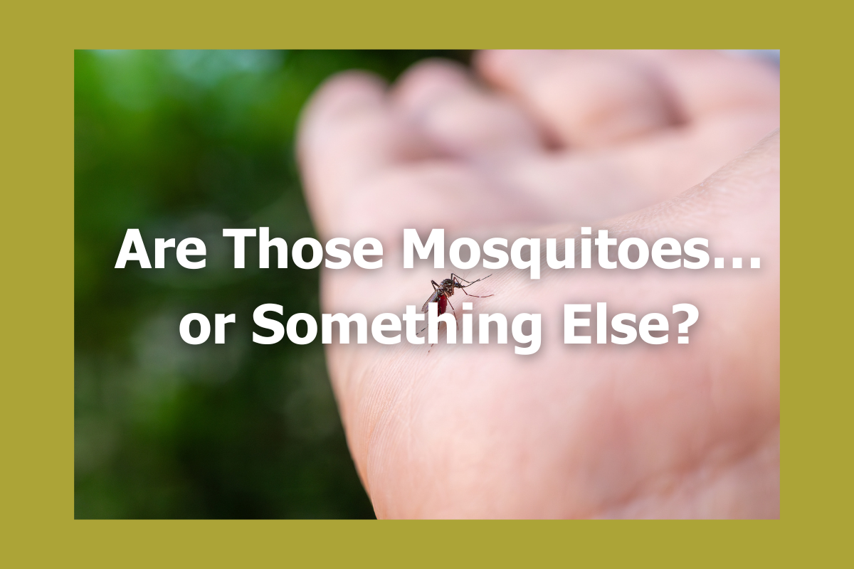 Are Those Mosquitoes… or Something Else?