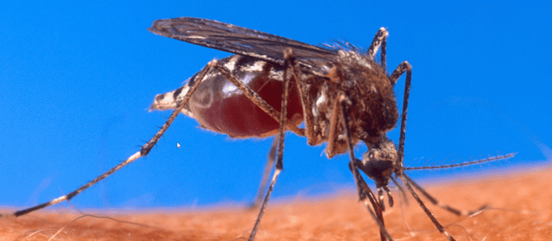 Mosquitoes & Ticks - What Works & Doesn't Work
