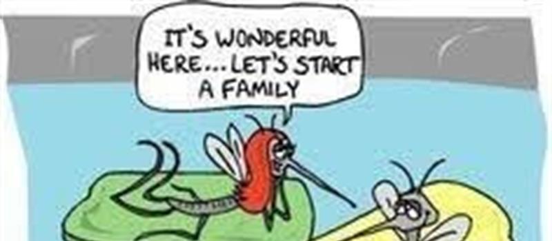 Protect Your Home and Family from Mosquitoes in Fort Worth & North Texas: The Start of Mosquito Season and What You Can Do About It