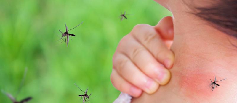 Why Is My Yard Infested with Mosquitoes?