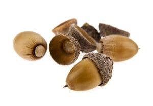 Acorns attract rodents who are the host for many ticks