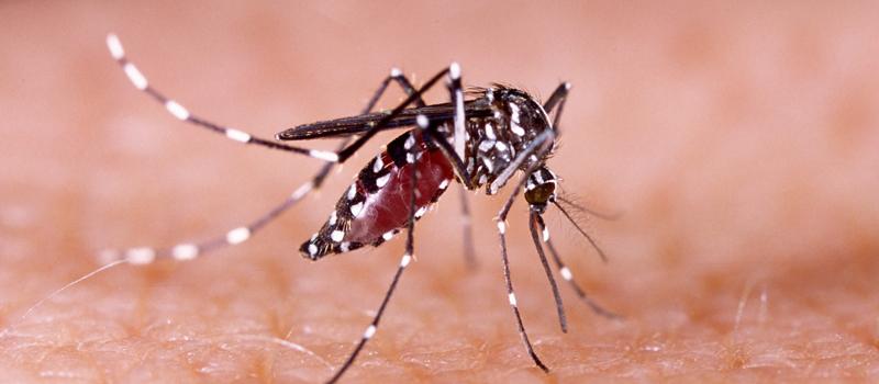 The Best Mosquito Control Service in Jacksonville, FL