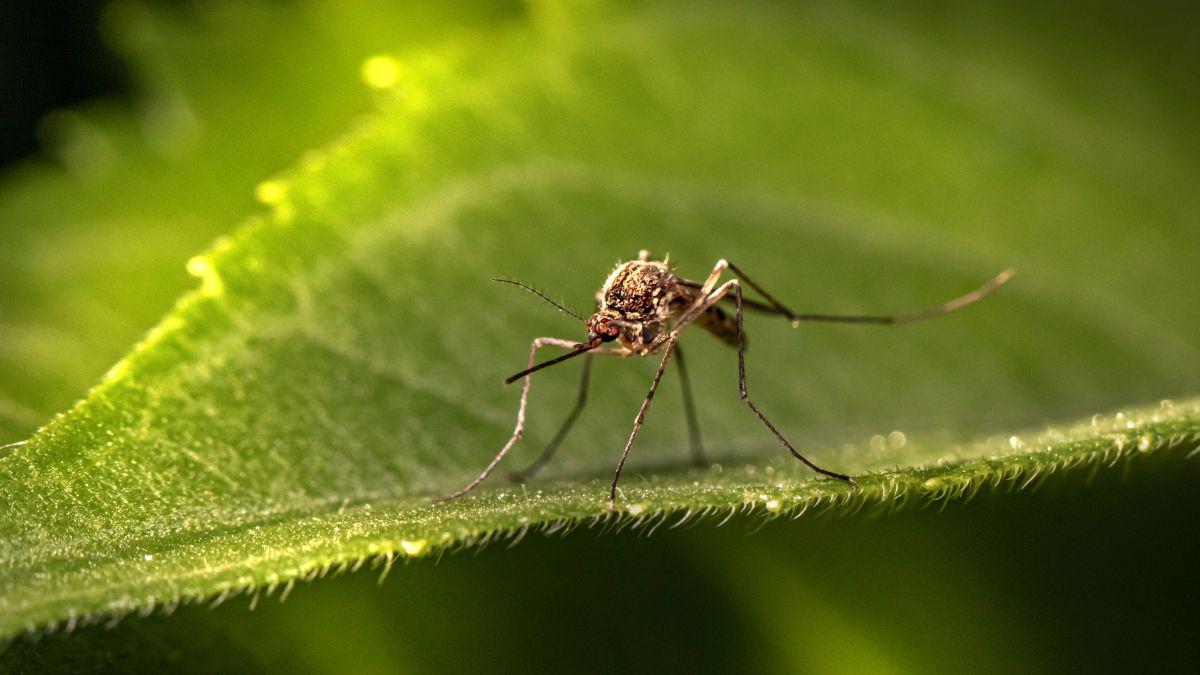Mosquito Control Systems, Get Rid of Mosquitoes in Austin TX