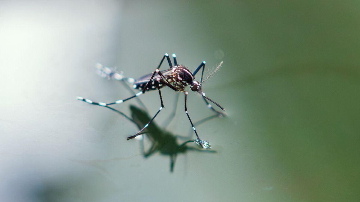 Stay Mosquito Safe Throughout Autumn