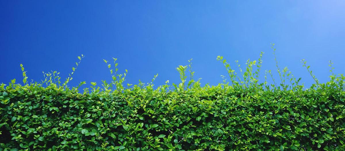 Are Mosquitoes Attracted to My Trees and Shrubs?