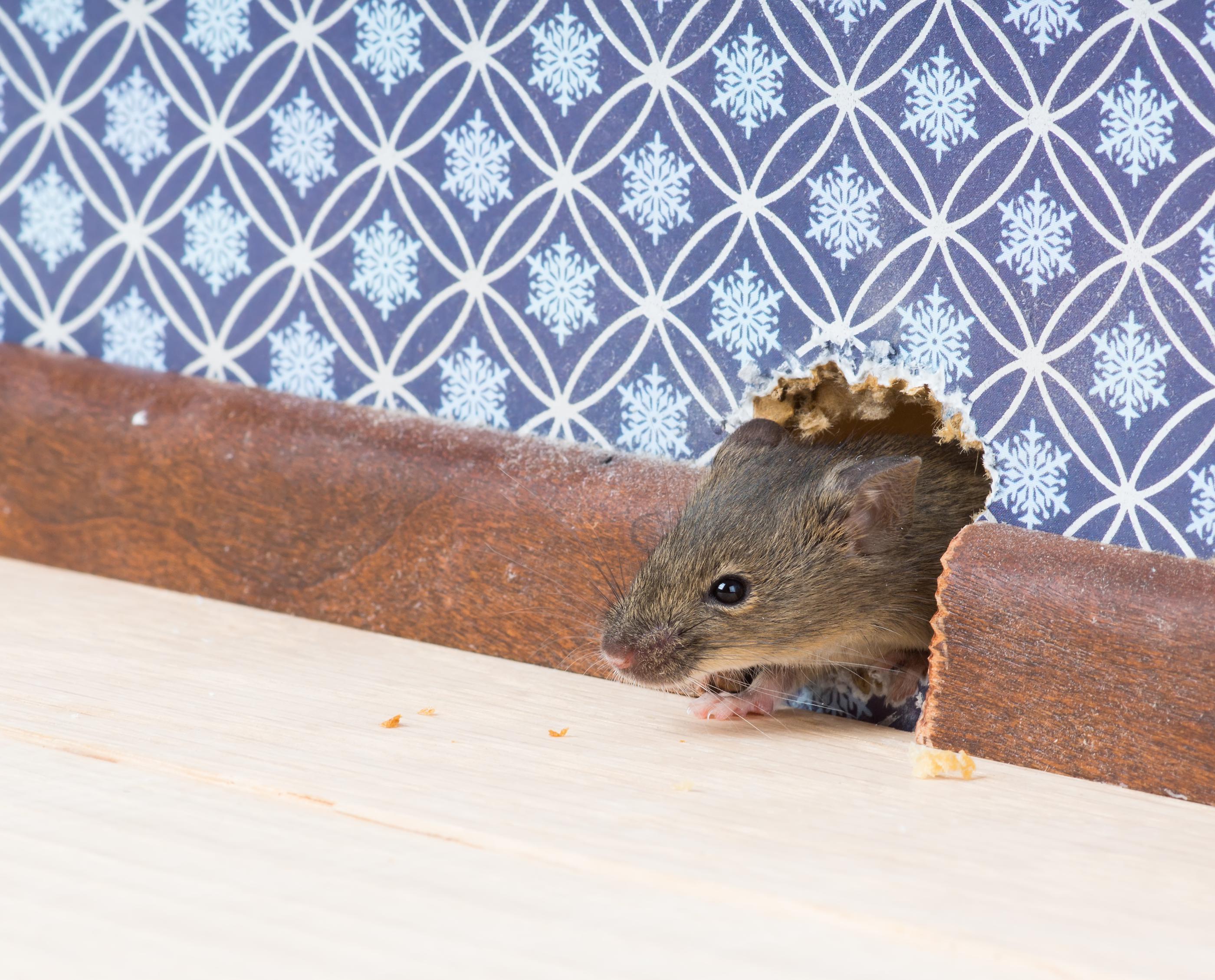 What Smells do Mice Hate – Natural Repellents that Work